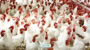 شعبة الدواجن تتوقع انخفاض الأسعار 20% قبل عيد الأضحى – موقع مرجعي الإخباري